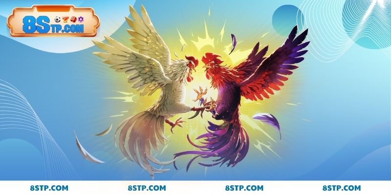 Cách xem tướng gà chọi